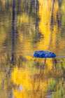 USA, Washington State. Autumn colors along the Methow River near Winthrop Art Print